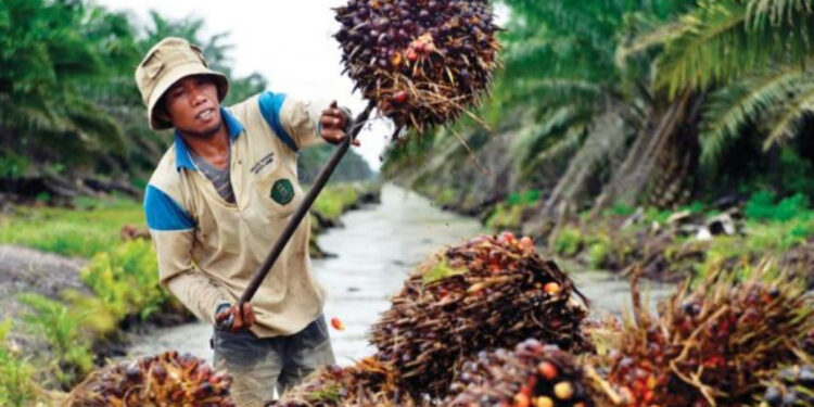 Petani Sawit Kegirangan, Harga CPO Menanjak Pesat