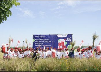 Demplot NPK Pelangi JOS PKT, Produktivitas Padi Bojonegoro Naik Hingga 36 Persen