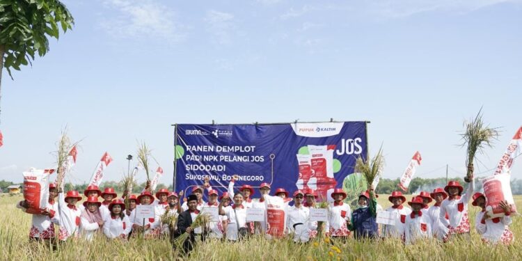 Demplot NPK Pelangi JOS PKT, Produktivitas Padi Bojonegoro Naik Hingga 36 Persen