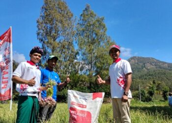 NPK Pelangi JOS PKT Kembali Buktikan Kualitas, Produktivitas Bawang Merah di Kintamani Naik 24 Persen