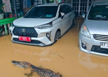 Hoaks Buaya Masuk Pemukiman Warga Bontang, Ternyata Editan