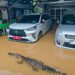 Hoaks Buaya Masuk Pemukiman Warga Bontang, Ternyata Editan
